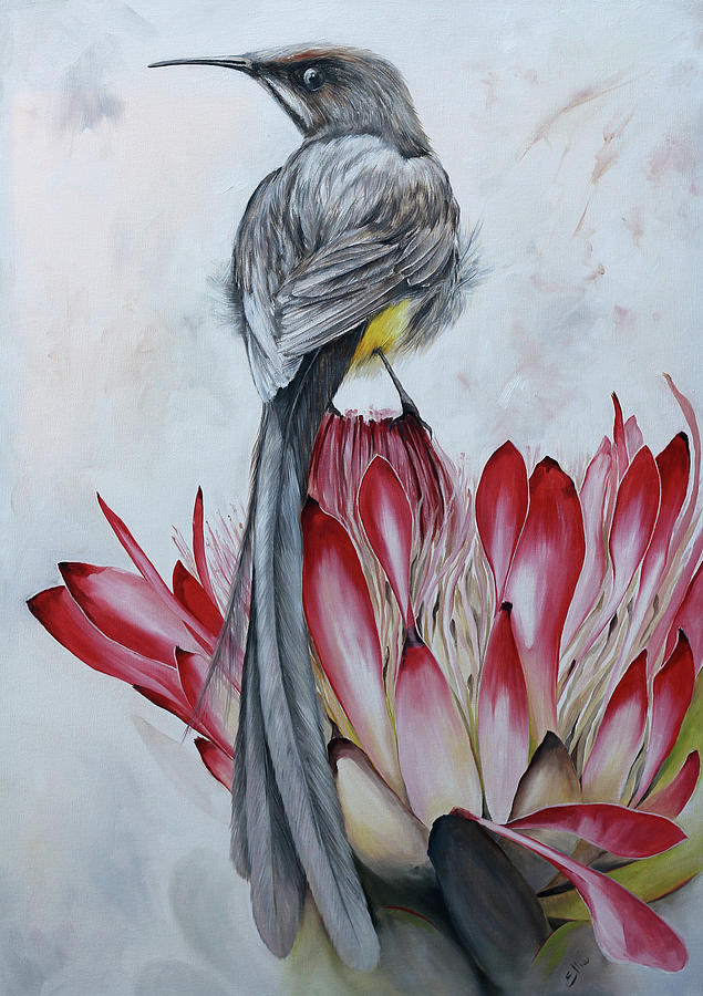 South Africa Painting - Suikerbossie by Ellie Eburne