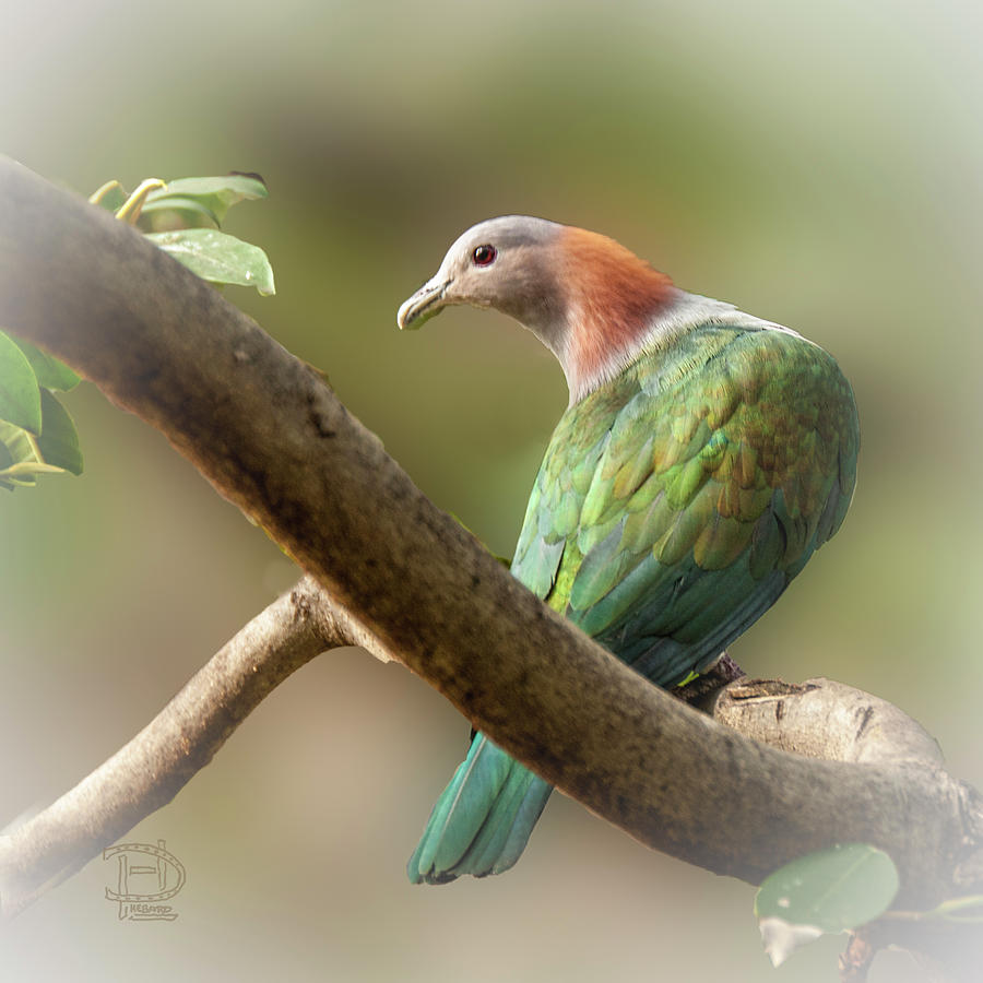 Sulawesi Green Imperial Pigeon Digital Art by Daniel Hebard