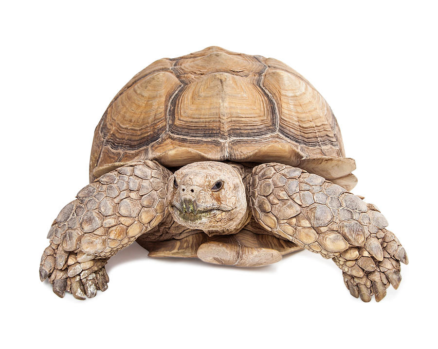 Sulcata Tortoise Crawling Forward Photograph by Good Focused