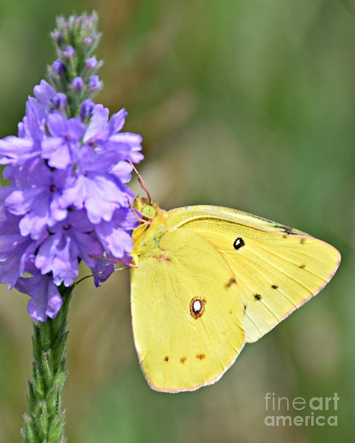 Sulfur Butterfly Photograph by Kathy M Krause