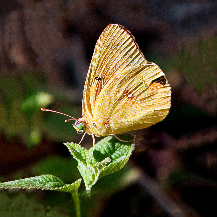 Sulfur Butterfly Profile Photograph by William Bitman