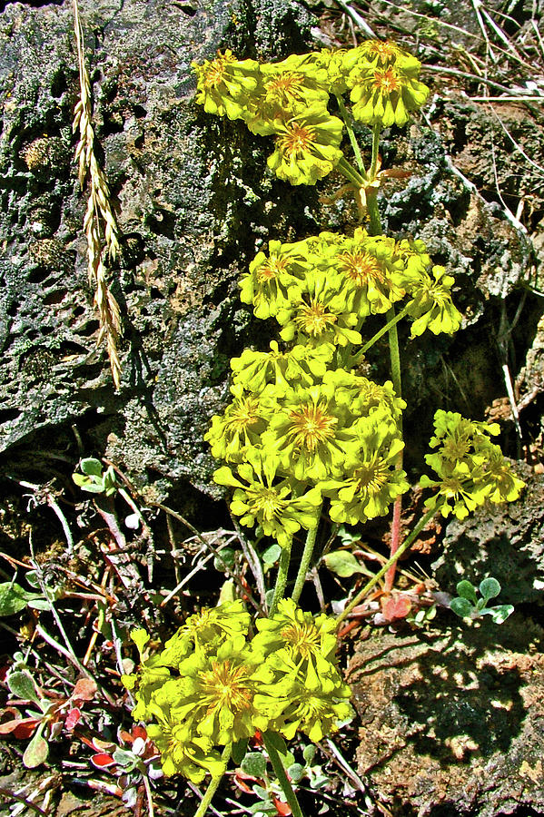 Sulfur Flower, Trail of the Molten Land  in Newberry National Volcanic Monument, Oregon Photograph by Ruth Hager
