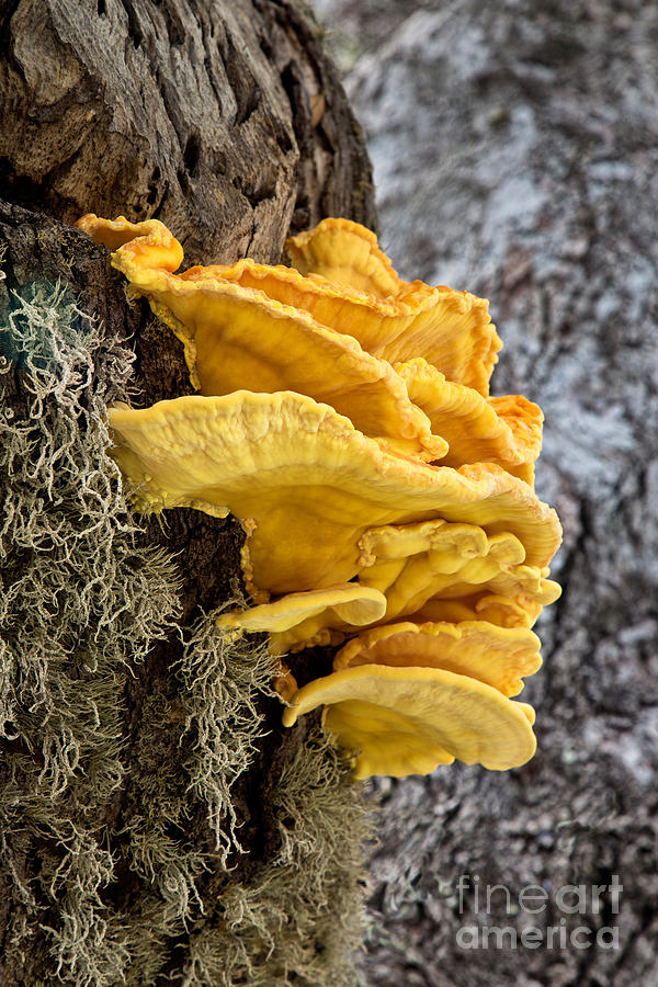 Sulfur Shelf Fungus Photograph by Inga Spence