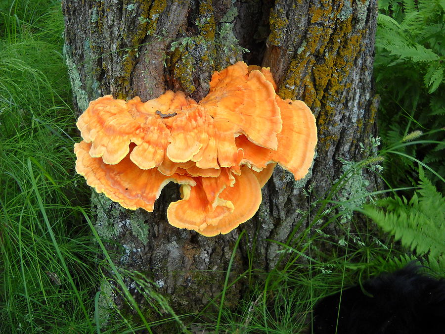 Sulfur Shelf Fungus on a Tree Photograph by Kent Lorentzen