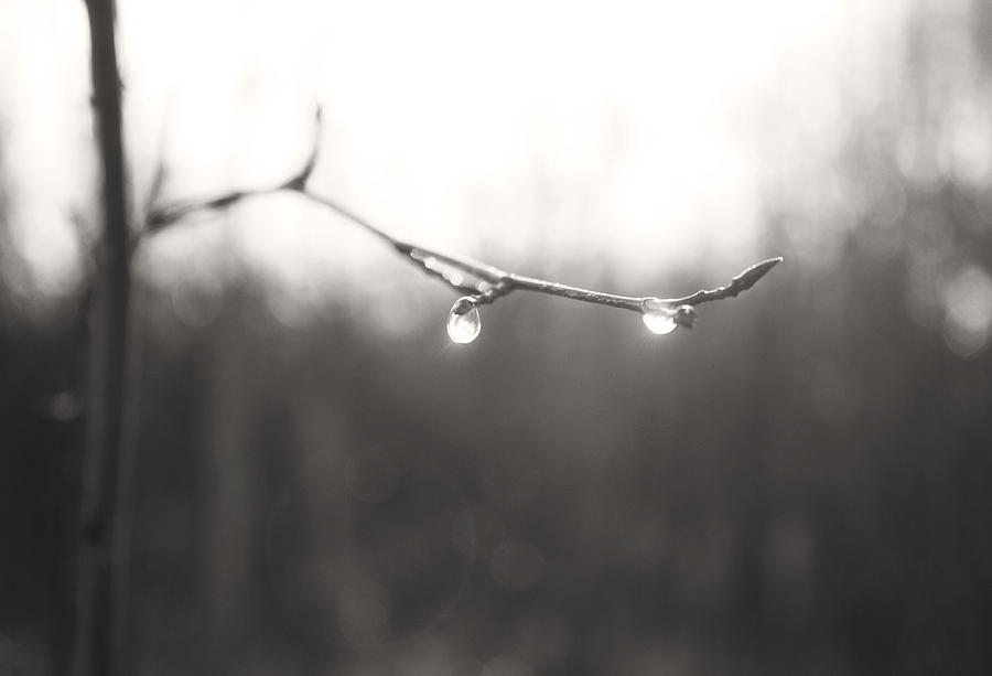 Sulk With Rain  Photograph by J C