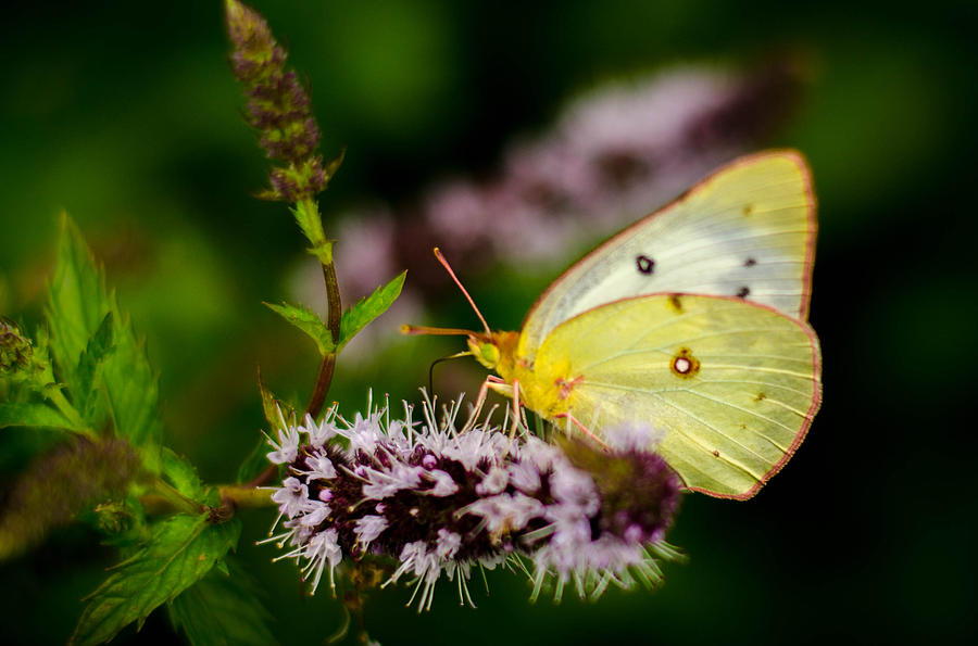 Sulphur Butterfly Photograph by Bruce Pritchett