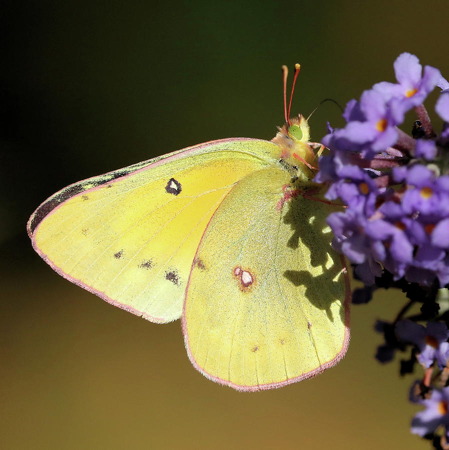 Sulphur Butterfly Photograph by Doris Potter