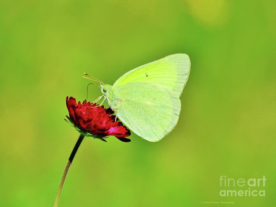 Sulphur Butterfly on Knautia Photograph by Michele Penner