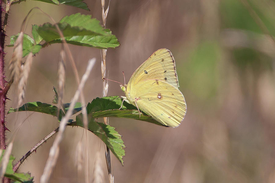Sulphur Butterfly Photograph by Ronnie Maum