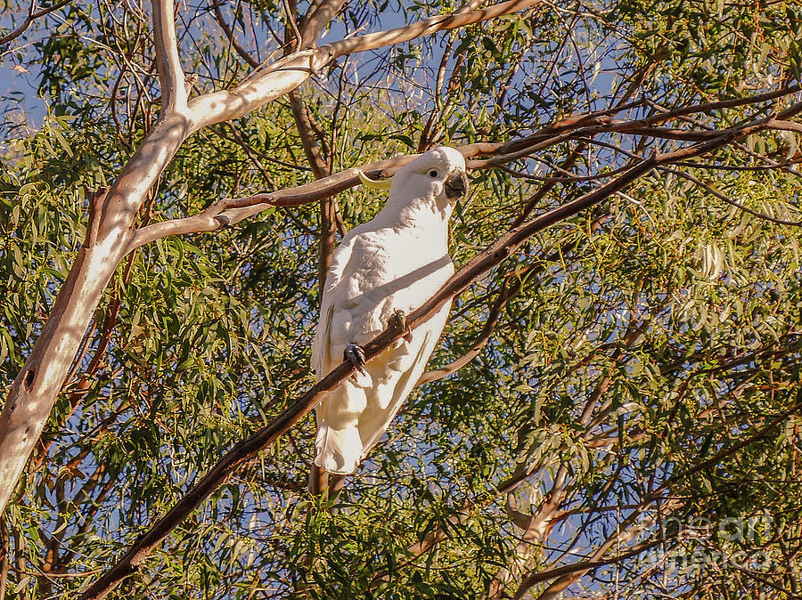 Sulphur-Crested Cockatoo #1 Photograph by Lexa Harpell