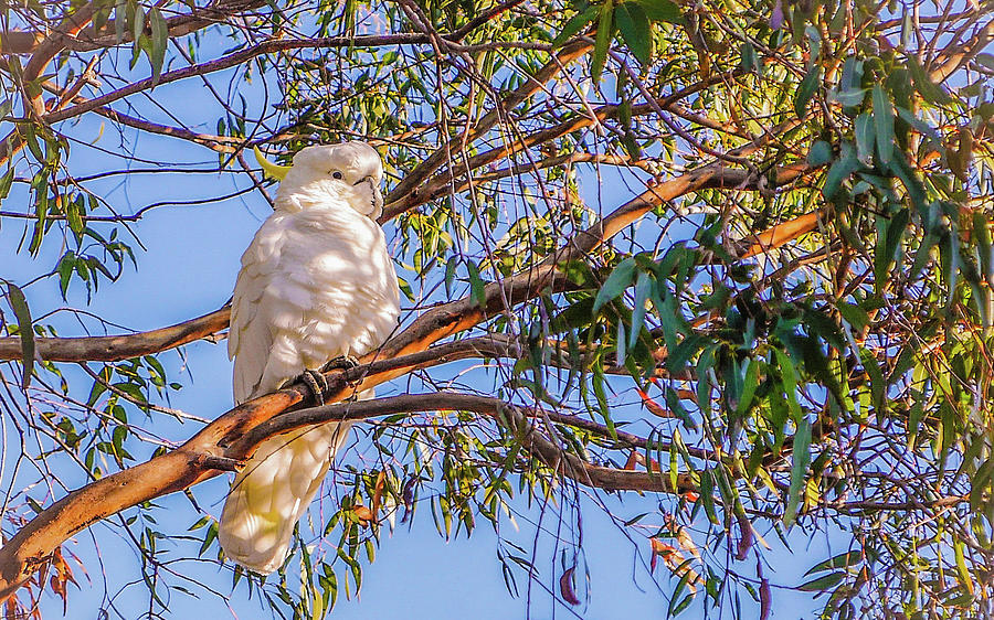 Sulphur-Crested Cockatoo #2 Photograph by Lexa Harpell