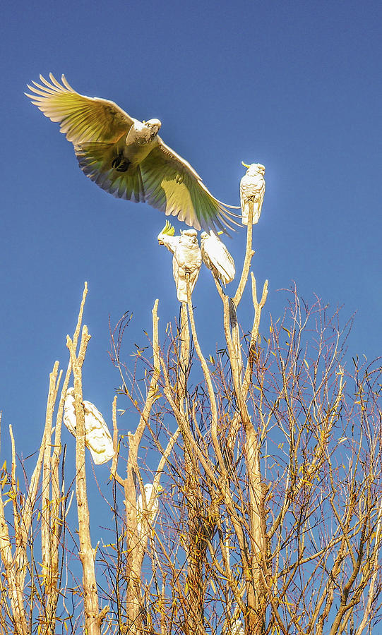 Sulphur-Crested Cockatoo in Flight Photograph by Lexa Harpell