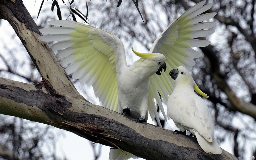 Parrot Photograph - Sulphur-crested cockatoo by Jackie Russo