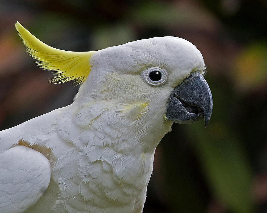 baby yellow cockatoo