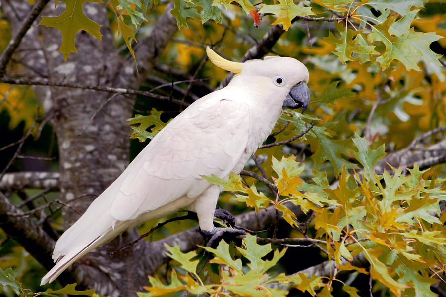 Sulphur Crested Cockatoo Photograph by Nicholas Blackwell