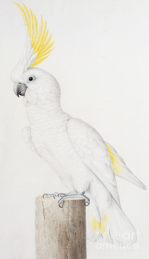 Cockatoo Painting - Sulphur crested Cockatoo by Nicolas Robert