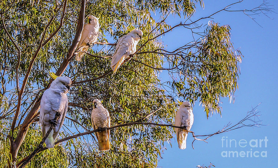 Sulphur-Crested Cockatoos #3 Photograph by Lexa Harpell