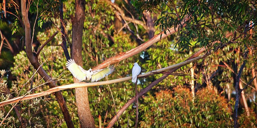 Sulphur Crested Cockatoos - Australia Photograph by Steven Ralser