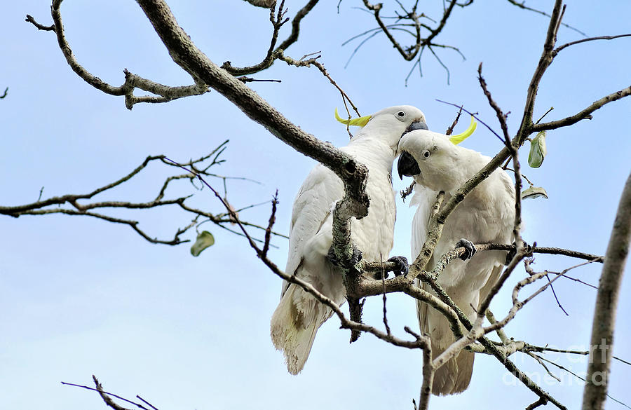 Bird Photograph - Sulphur Crested Cockatoos by Kaye Menner