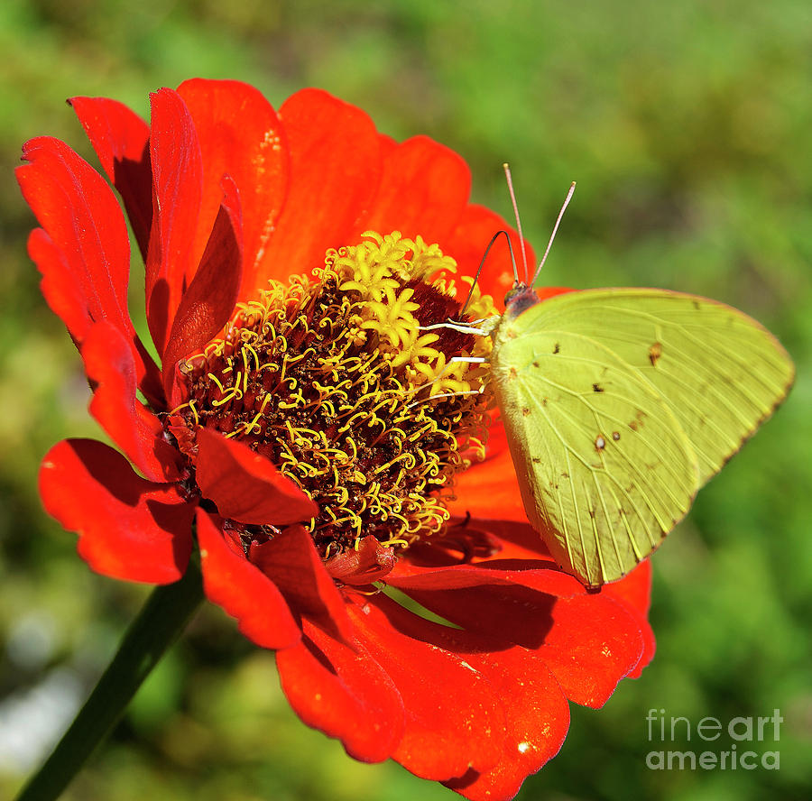 Nature Photograph - Sulphur On Red by Skip Willits