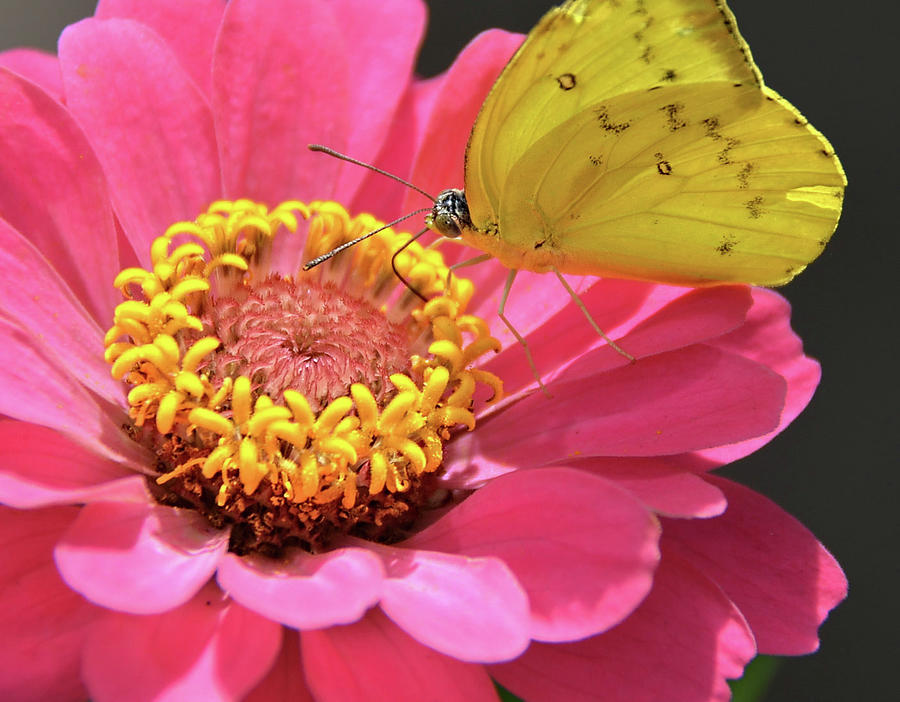 Sulphur Butterfly on flower Photograph by Ronda Ryan