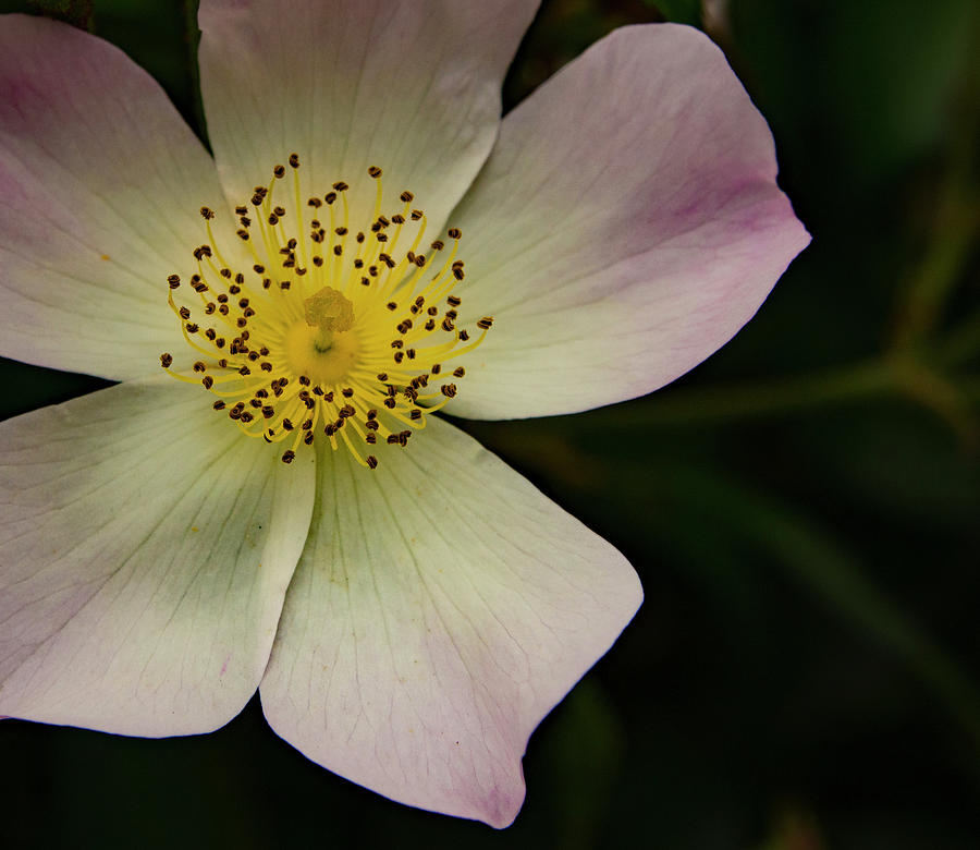 Sultry Hellebore Photograph by Jean Noren