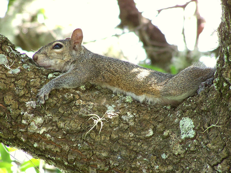 Sultry Squirrel Photograph by Peggy Urban
