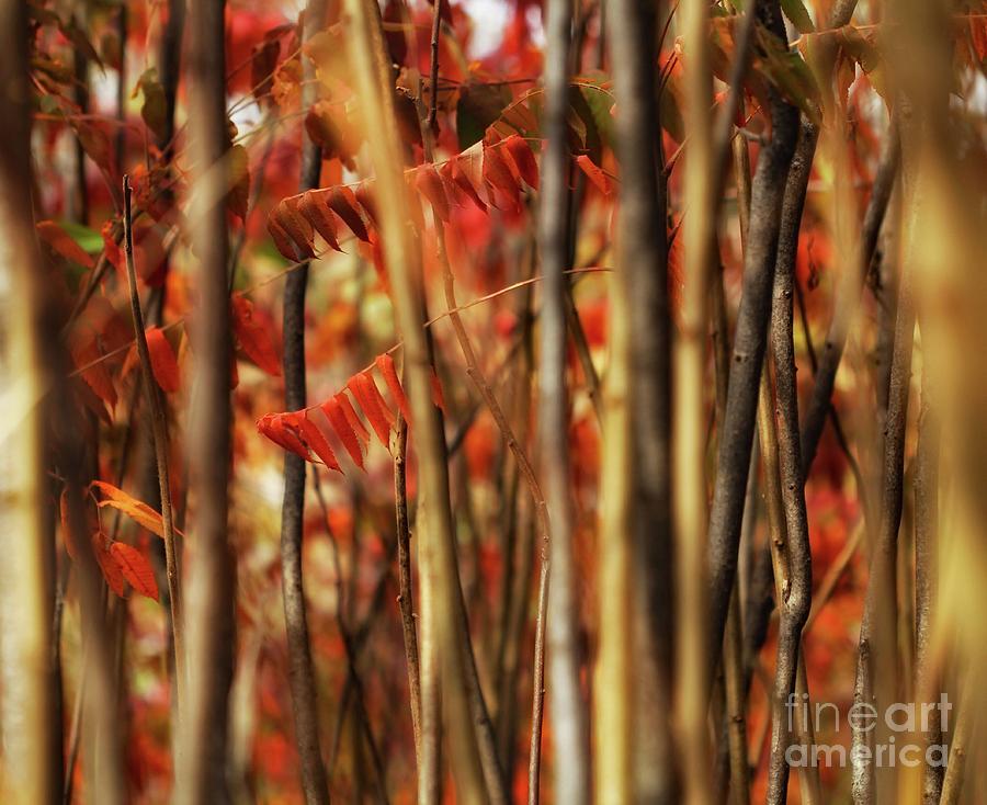 Sumac Abstract Photograph by Jimmy Ostgard