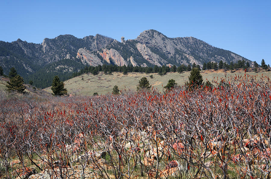 Sumac and Flatirons Photograph by Marilyn Hunt