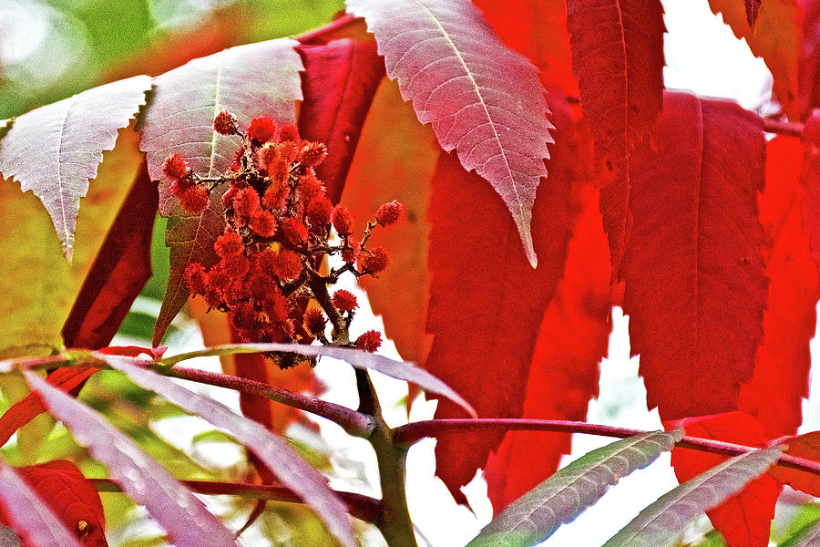 Sumac Closeup on White Pine Trail in Kent County, Michigan Photograph by Ruth Hager