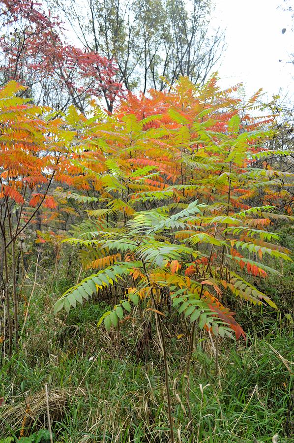 Sumac Cluster Photograph by Bonfire Photography