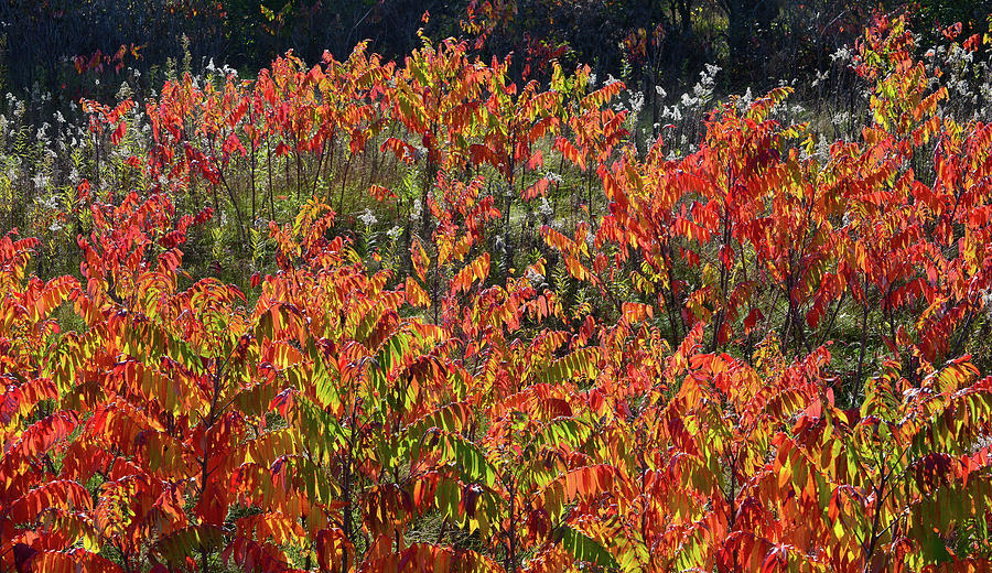 Sumac Fall Color along Wisconsin I-39 Photograph by Ray Mathis