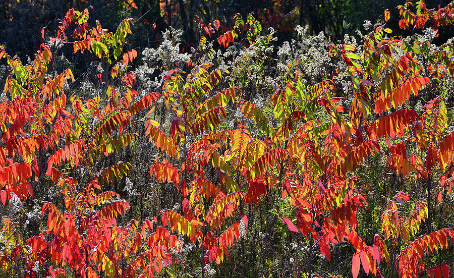 Sumac Glowing in Evening Light in Wisconsin Photograph by Ray Mathis