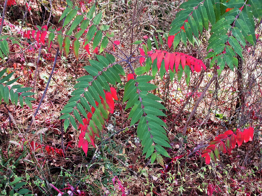 Sumac in Fall II Photograph by Tony Grider