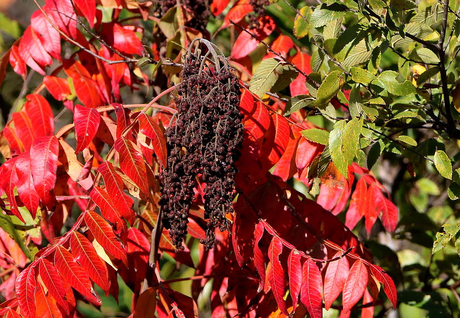 Sumac in Fall Photograph by Sheila Brown