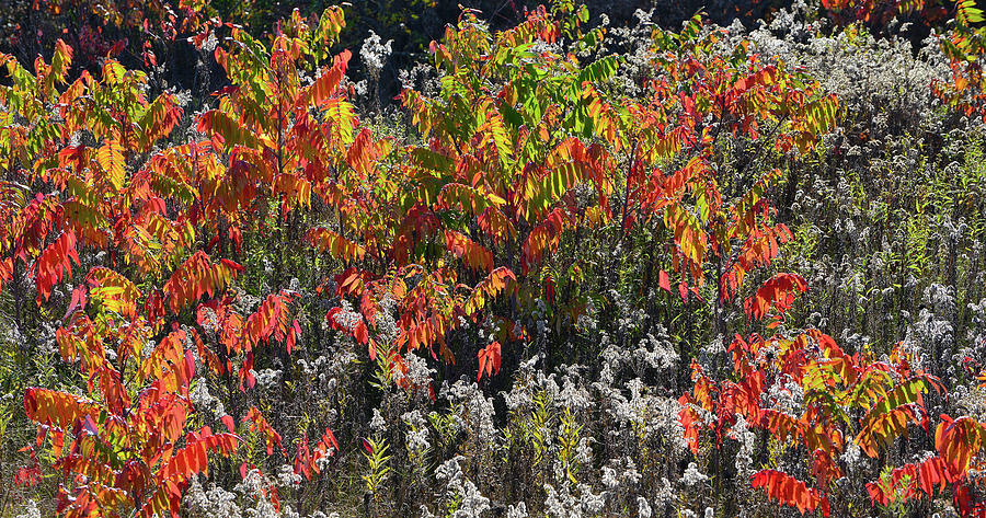 Sumac in Full Fall Color in Wisconsin Photograph by Ray Mathis