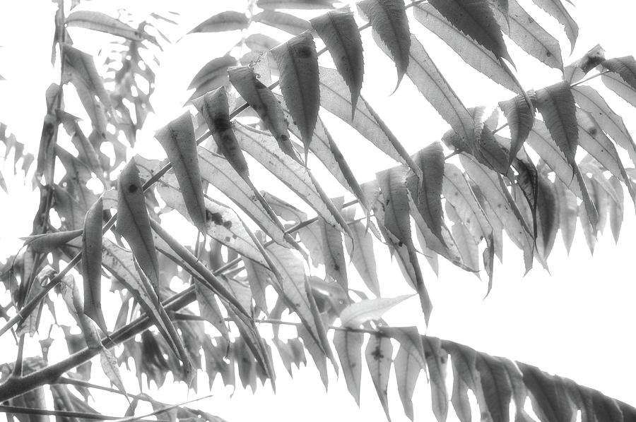 Sumac Leaves In Black And White  Digital Art by Lyle Crump