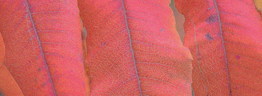 Sumac Leaves In Fall Four  Digital Art by Lyle Crump