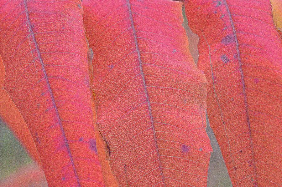 Sumac Leaves In Fall Two  Digital Art by Lyle Crump