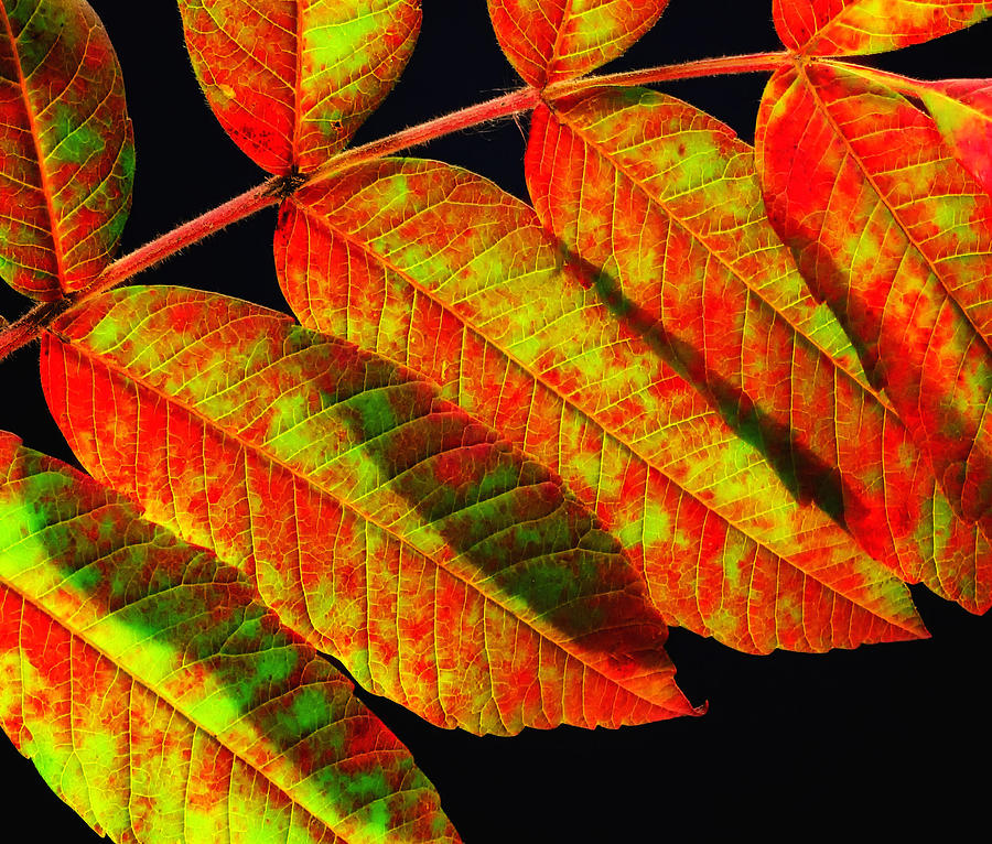 Sumac Leaves Photograph by Peg Runyan