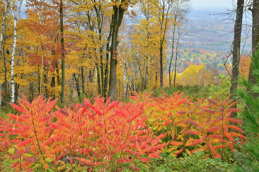 Sumac on the Mountain Photograph by Ray Mathis