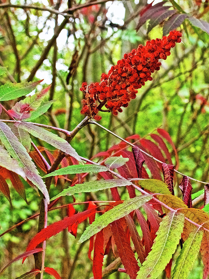 Sumac on White Pine Trail in Kent County, Michigan  Photograph by Ruth Hager