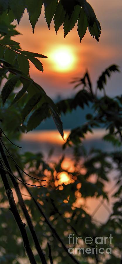 Sumac Sunrise at the Lake Photograph by Henry Kowalski