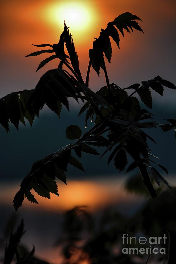 Sumac Sunrise Silhouette Photograph by Henry Kowalski