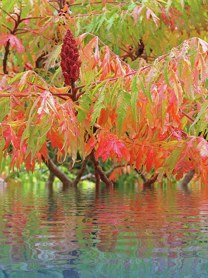 Sumac Tree Autumn Reflections Photograph by Gill Billington