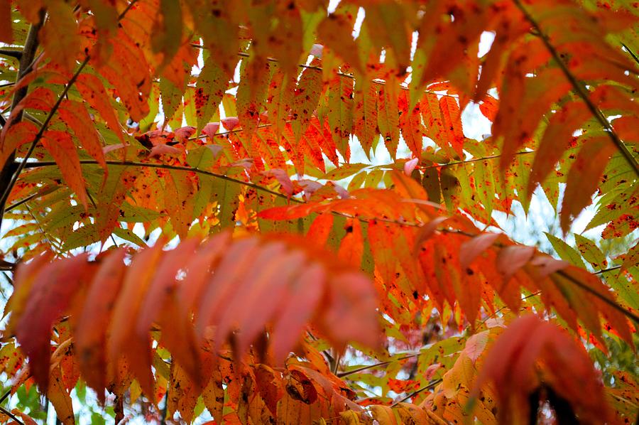 Sumacs of Autumn Photograph by Bonfire Photography