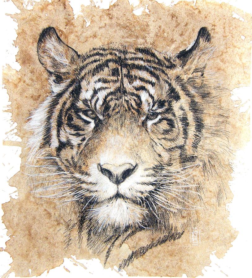 Wildlife Drawing - Sumatra by Debra Jones