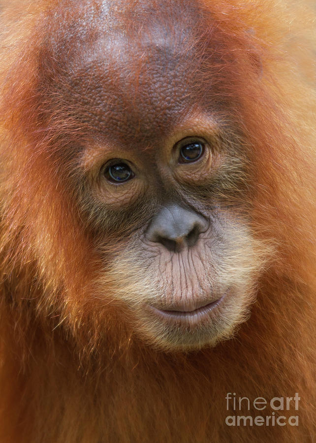 Sumatra Orangutan Juvenile Photograph by Jerry Fornarotto