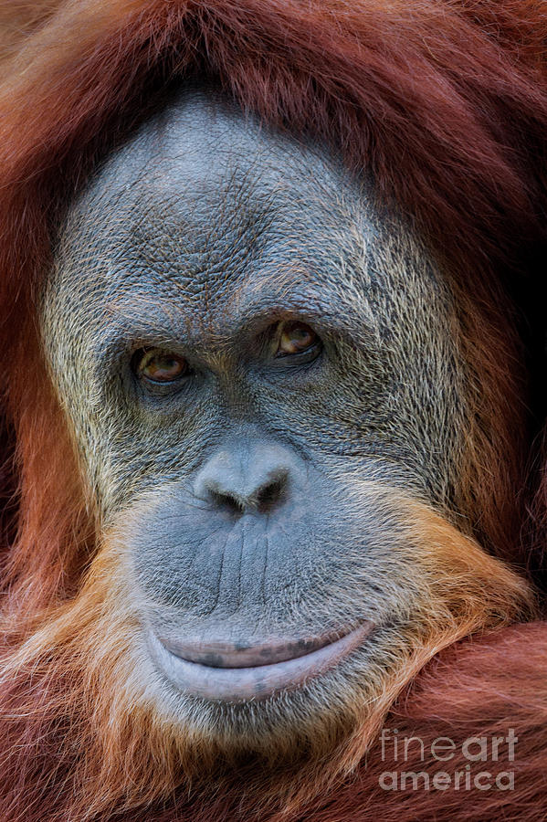 Sumatra Orangutan Portrait Photograph by Jerry Fornarotto