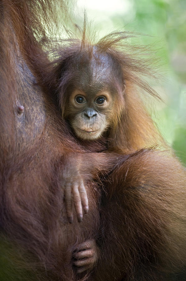 Sumatran Orangutan 9 Month Old Baby Photograph by Suzi Eszterhas